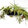 Pendul SOBRERO 1XE27 METALIC NEGRU Φ40ΧΗ120CM