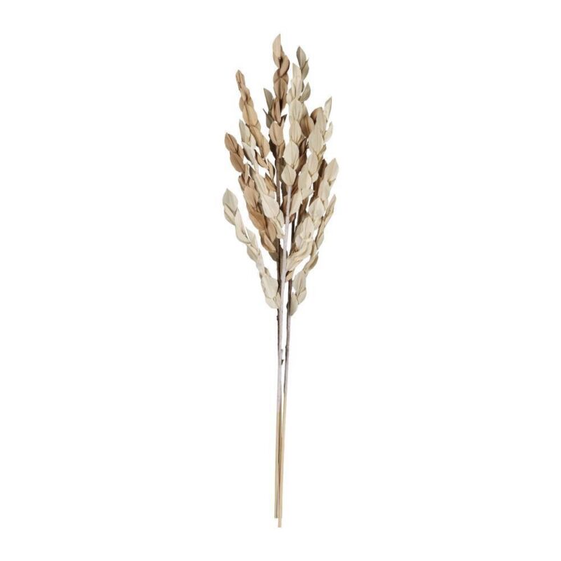 Floare uscată SENNETERRE 428155