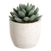 Plantă artificială CHITOSE Ø80mm 428011