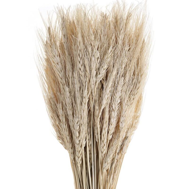 Alternative view of Floare uscată GUIPOS 428041