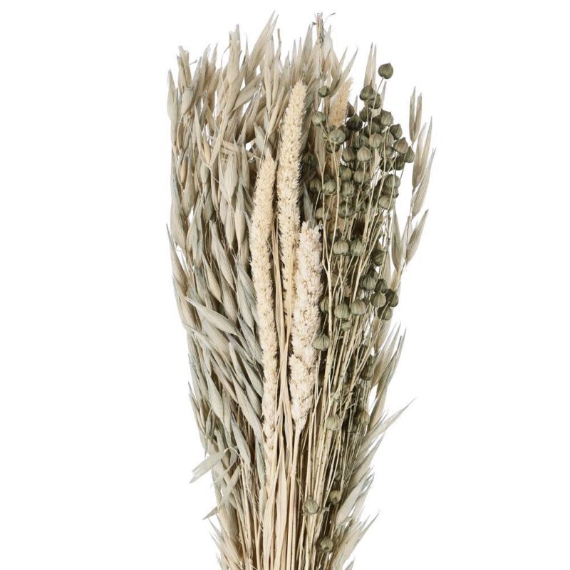 Alternative view of Floare uscată CARAQUET 428069