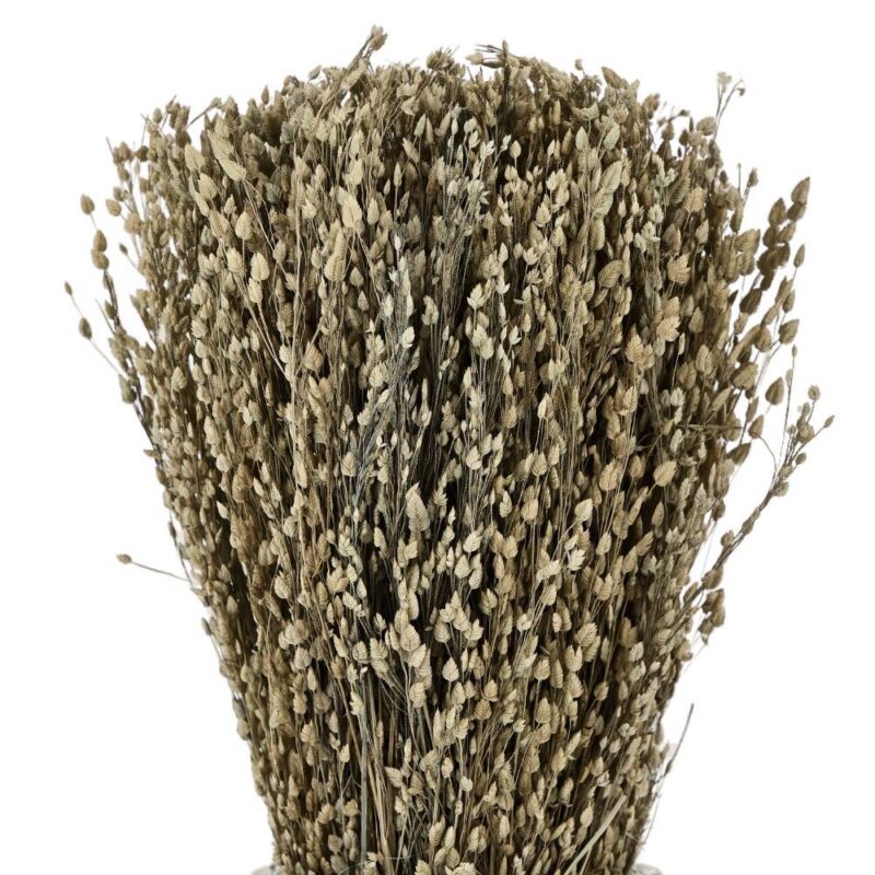 Alternative view of Floare uscată CARAQUET 428077