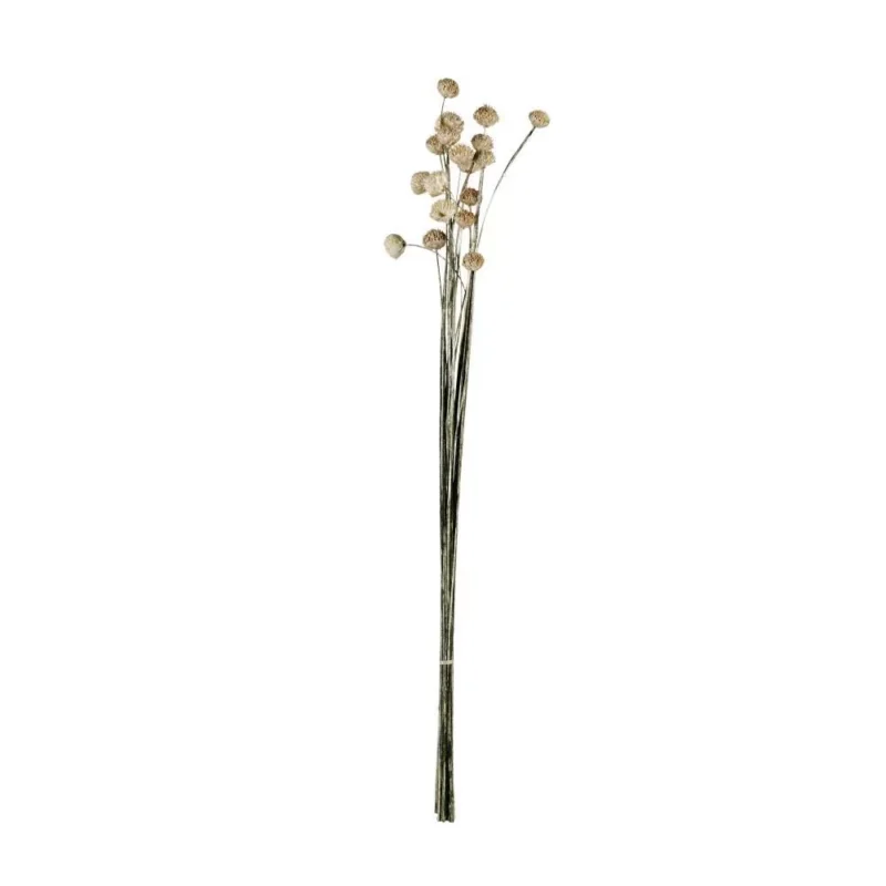 Floare uscată ALABEL 428162