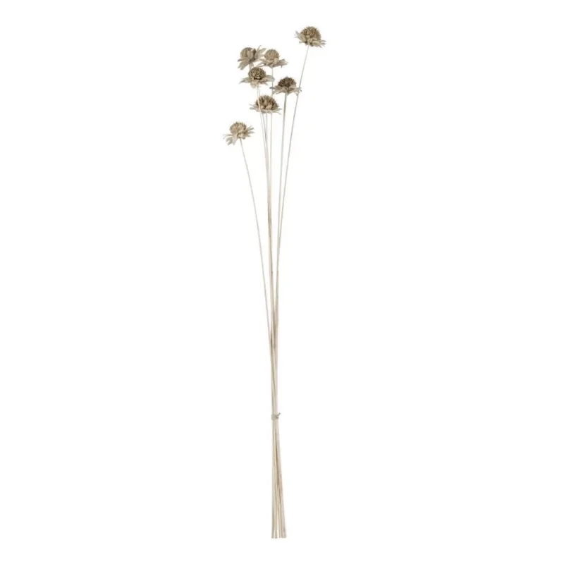 Floare uscată ALABEL 428164