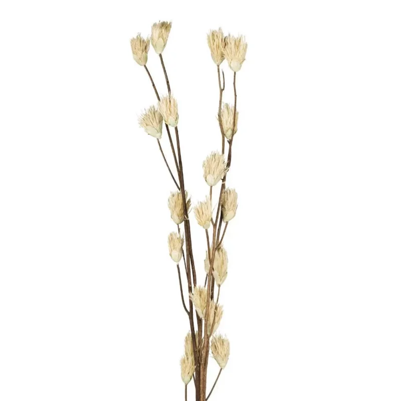 Alternative view of Floare uscată SENNETERRE 428166