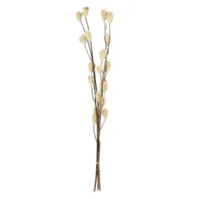 Floare uscată SENNETERRE 428166