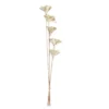 Floare uscată SENNETERRE 428167