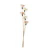 Floare uscată SENNETERRE 428168