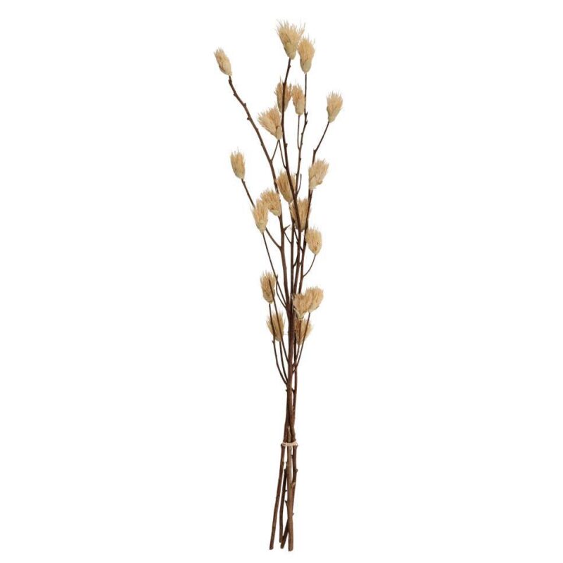 Floare uscată SENNETERRE 428169